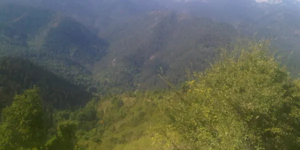 La Seu aprova un pla per a la millora forestal de la finca d'Escàs