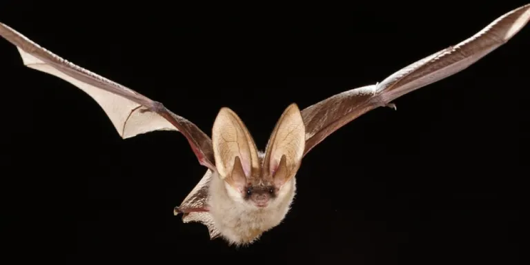 Torna la 'Batnight' a Hortsavinyà