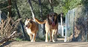 “Fem salut” Amics /es dels animals