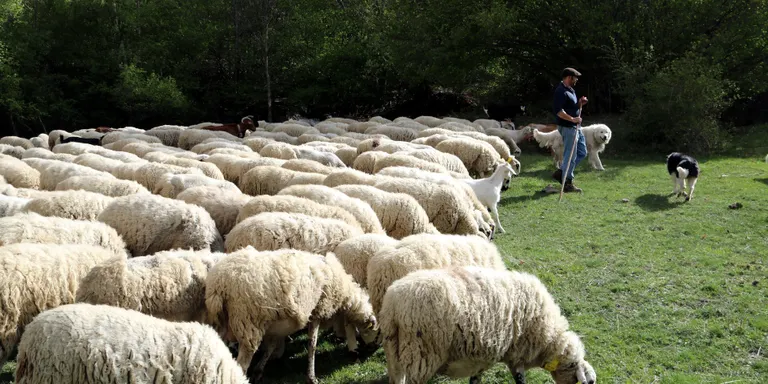 S’obre el procés participatiu del Pla Estratègic de la Ramaderia Extensiva a Catalunya