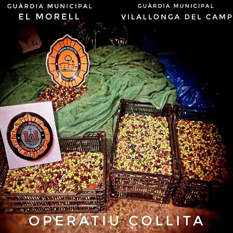 Interceptats uns 80 quilos d'olives a la zona de la Granja