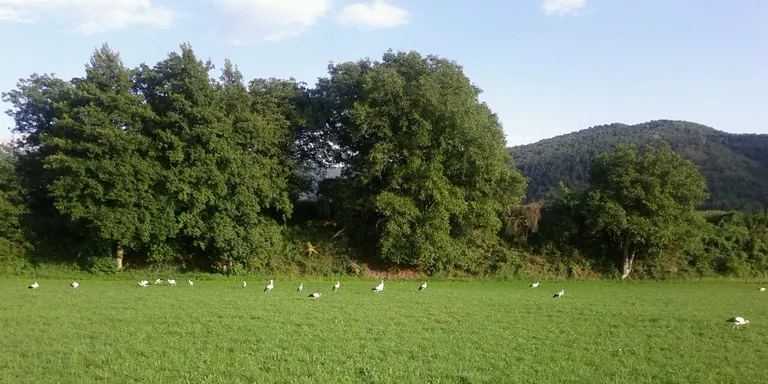 Un gran estol de cigonyes, de pas per la Seu d'Urgell