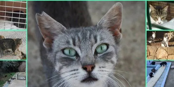 L’Ajuntament d’Altafulla destina enguany 1.500 euros per al control de les colònies felines