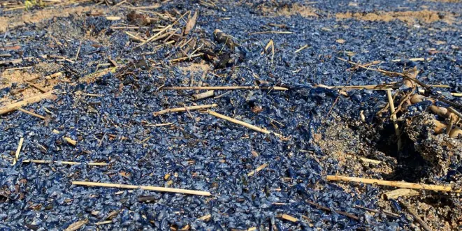 Les platges d'Arenys es tenyeixen de blau per les 'barquetes de Sant Pere'