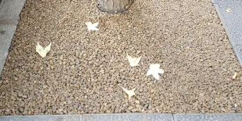 La Seu finalitza la primera fase de cobriment d’escocells d’arbres de la ciutat