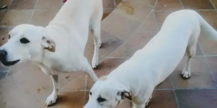 La Protectora d’Animals d’Arenys seguirà recollint gossos abandonats a la vila