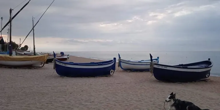 Cel tapat i risc de ruixats