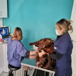 Entrevista amb la Protectora d'animals de Palafolls - episode art