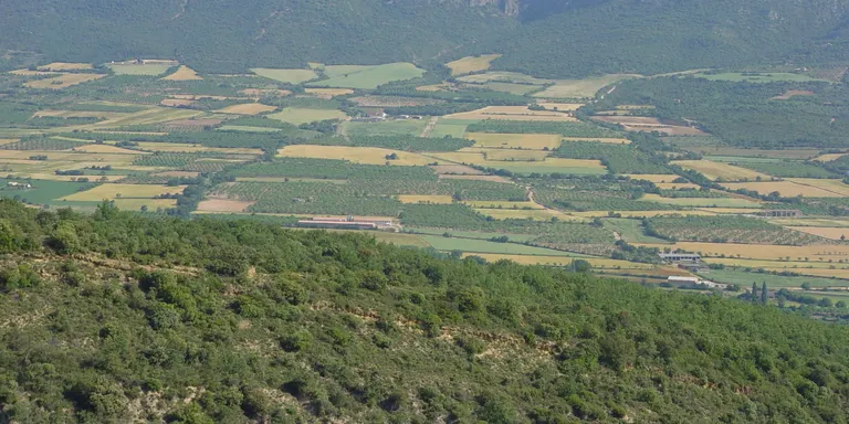 Els paisatges agrícoles amb parcel·les petites i variades fomenten la biodiversitat