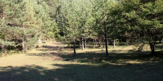 Un propietari forestal farà pagar per collir bolets a la seva finca