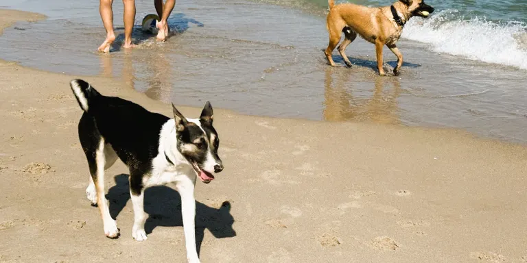 L'Ordenança d'ús de la platja per a gossos es debatrà al ple d'aquest mes