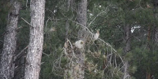 La plaga de la processionària arriba al Parc Schierbeck de Puigcerdà