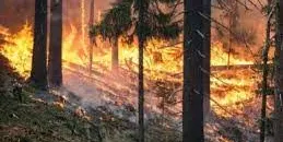 El canvi climàtic projecta un augment dels incendis forestals en regions amb ecosistemes mediterranis