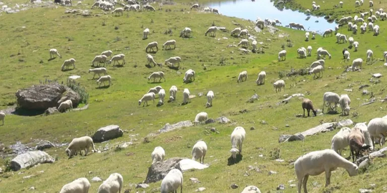 Agroseguro indemnitzarà els ramaders del Pirineu afectats per la pèrdua de pastures