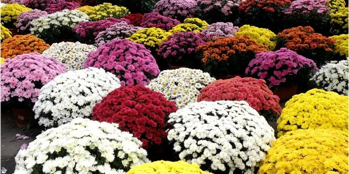 La venda de flors a Arenys pel dia de Tots Sants ha començat a ritme fluix