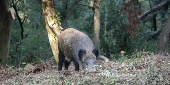 El Govern català crea una comissió per controlar i prevenir els danys de la fauna cinegètica