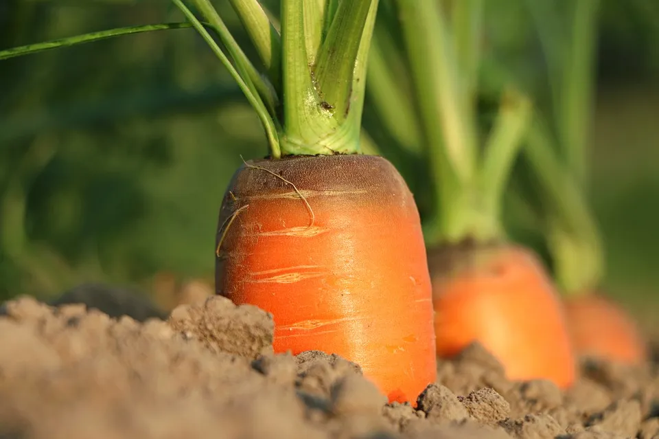 El programa Joves amb Talent ofereix un nou curs integral d'Agricultura Regenerativa