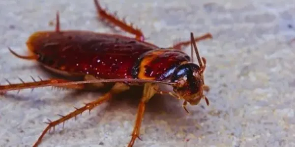 Torredembarra impulsa una campanya informativa pel control de plagues