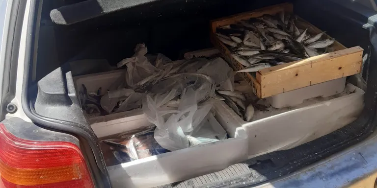 La Policia Local de Pineda decomissa 70 kg. d'aliments no aptes pel consum
