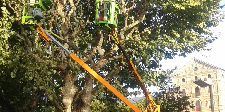 L'Ajuntament de la Seu comença la poda d'uns 800 arbres de la ciutat