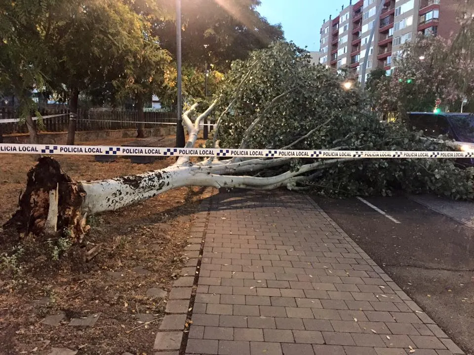 El fort vent fa ver caure ahir dimecres fins a 7 arbres