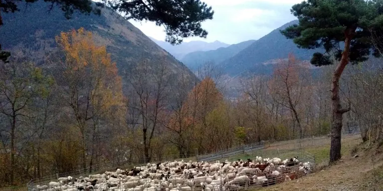 Preocupació en diverses zones del Pallars Sobirà per la presència de l'ós