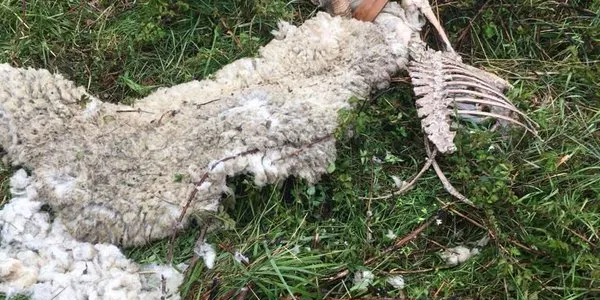 Els atacs de l'ós al bestiar s'estenen a l'Alta Ribagorça