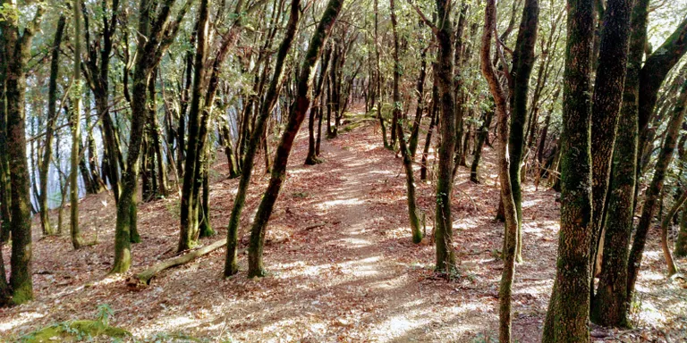 Risc extrem de foc al bosc. En cas de veure fum o foc cal trucar al 112.