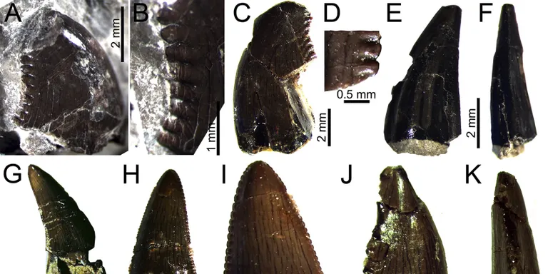 Descobreixen a Isona el jaciment de dinosaures més modern d'Europa