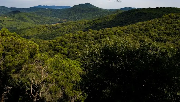 ‘Crònica’ de 16-06-2022