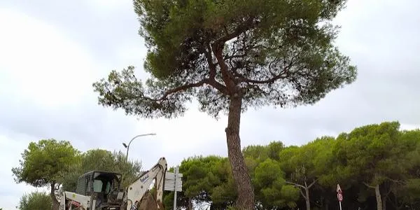 L'Ajuntament d'Altafulla intensifica les actuacions del projecte de jardineria sostenible