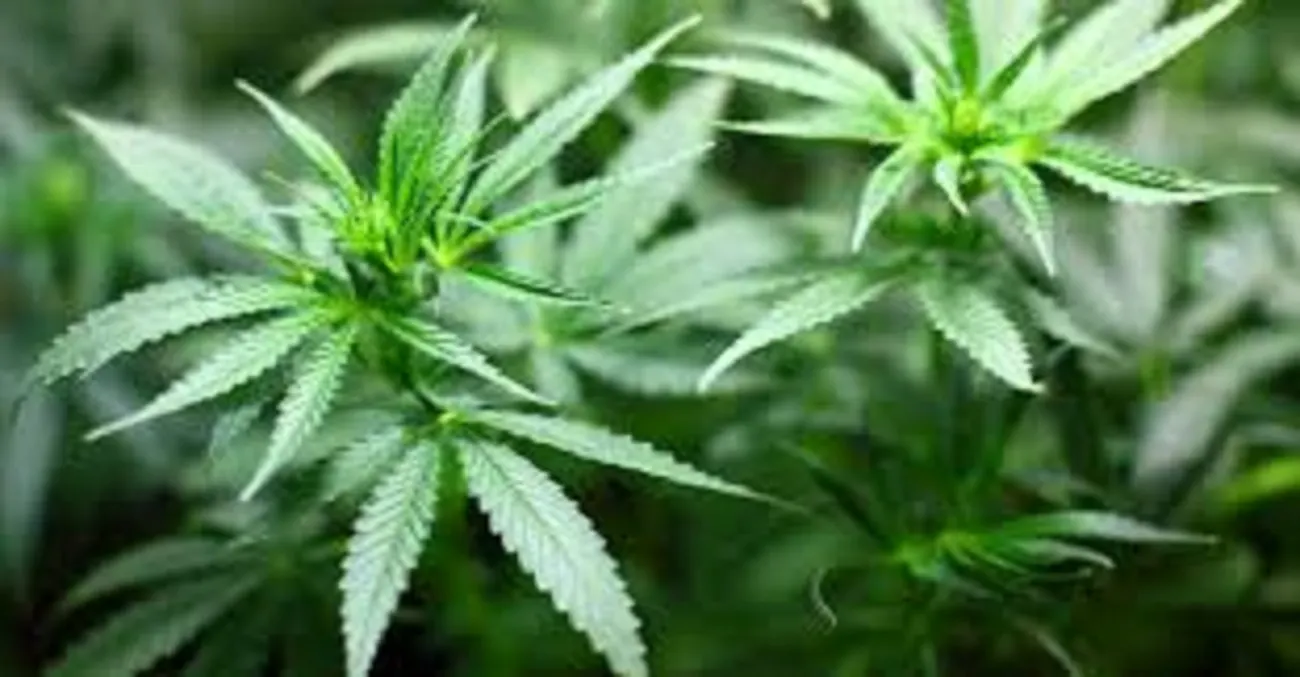 El cannabidiol transforma l’entorn de Vilassar de Mar