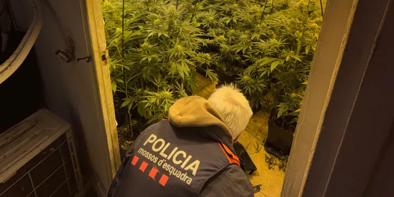 Desmantellen un cultiu de 250 plantes de marihuana i troben dinou pisos amb la llum punxada al barri de Domeny de Girona