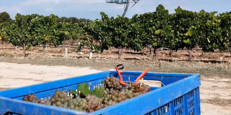 El celler Mas Blanch i Jové comença la seva verema amb la previsió de veremar uns 70.000 kg de raïm manualment