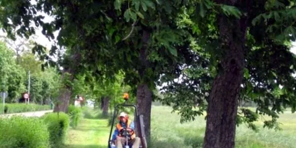 ECOSIL s’encarregarà del servei de poda d’arbrat públic d’Altafulla