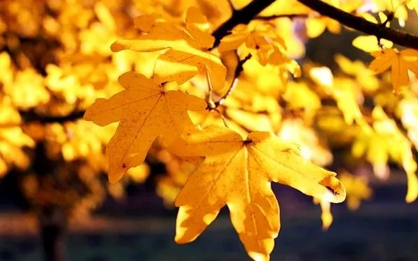 Foto: Recurs