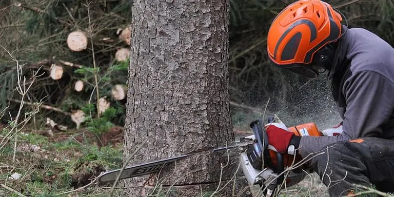 El Consell Comarcal impulsa la formació i la contractació de treballadors per al sector forestal davant la manca de mà d'obra