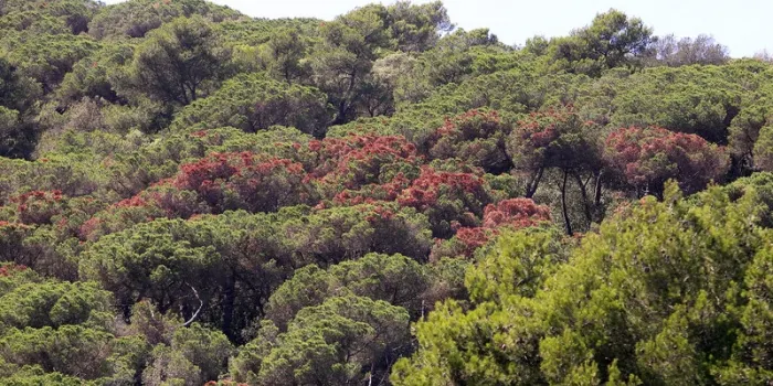 Els pins d’Arenys de Mar i de diferents municipis del Maresme es troben en estat crític