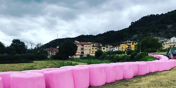 Bales de palla de color rosa a l'Alt Urgell per a la investigació del càncer de mama