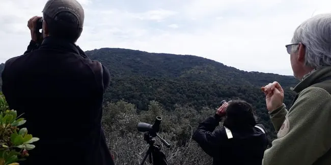 El Montnegre i Corredor té 14 espècies diferents de rapinyaires diürns