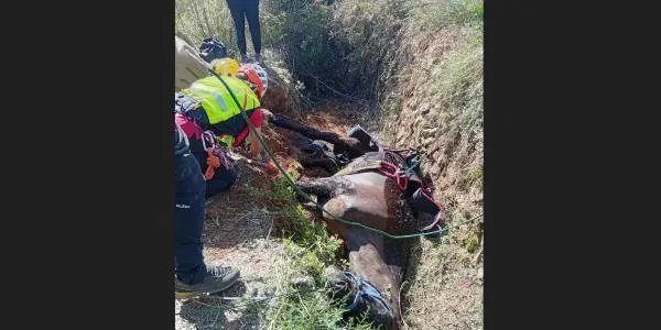 Rescaten un cavall caigut en una séquia entre Altafulla i la Riera de Gaià
