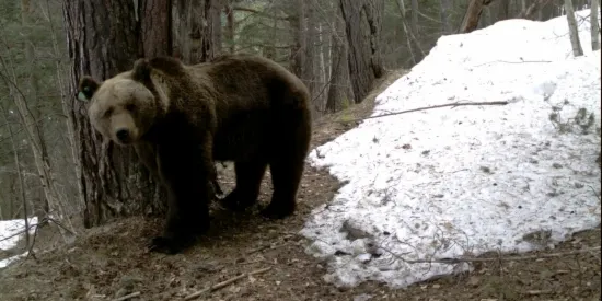 Primeres imatges d'óssos al Parc Natural de l'Alt Pirineu després del període d'hivernació