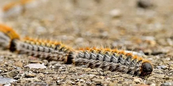 L’Ajuntament d’Altafulla manté sota control la lluita contra la processionària del pi
