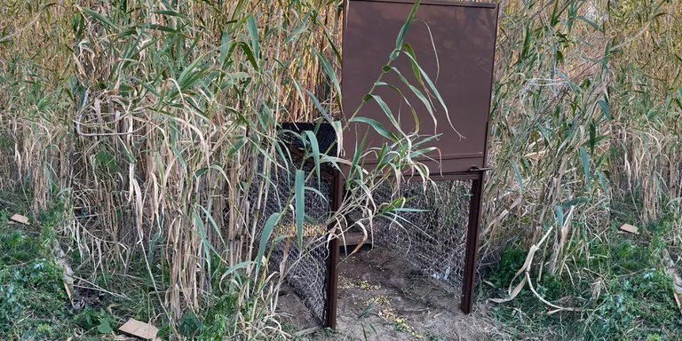 13 porcs senglars capturats en els darrers dos mesos a Arenys