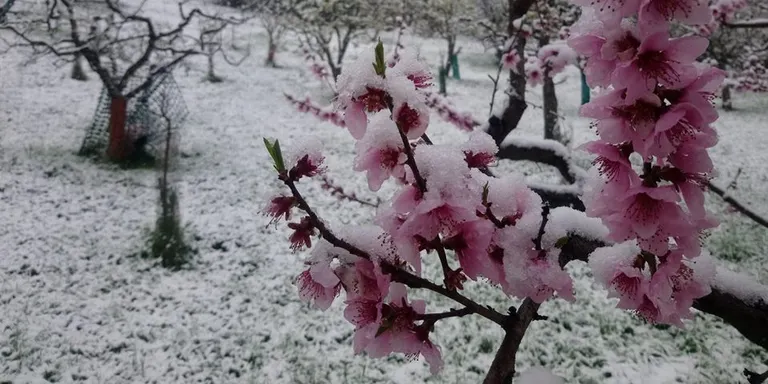 La neu torna a la Seu i a tot el Pirineu a l'inici de la primavera