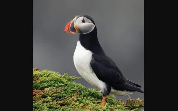 Foto: Nature Conservacy Canada