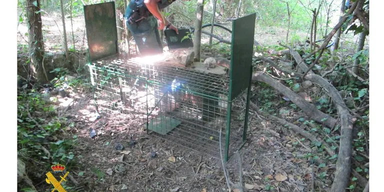 Denunciat un resident a Andorra per col·locar gàbies-trampa per a animals a Tragó de Noguera
