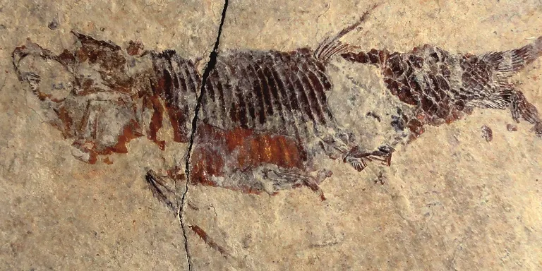 Excaven més de 450 fòssils de la fauna marina que va viure fa 237 milions d'anys a Odèn