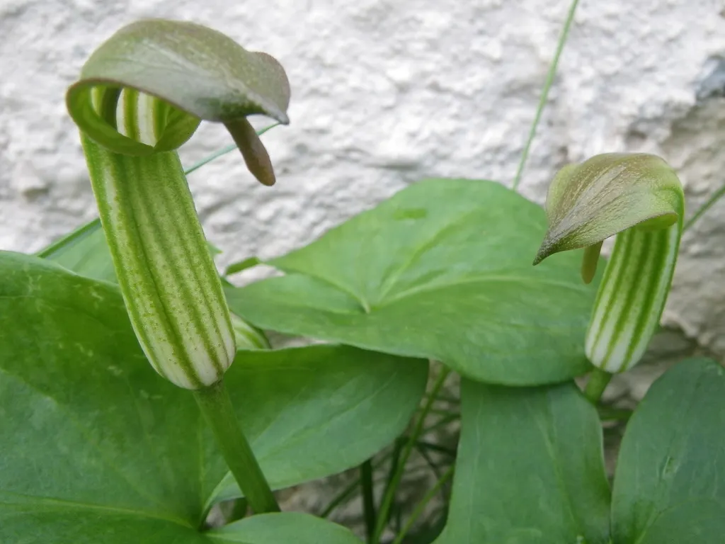 Sortida familiar per conèixer una planta única, el Frare Cugot