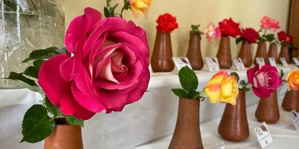 Roda de Berà organitza la segona edició del Concurs de Roses